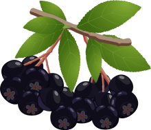 aronia